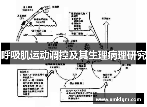 呼吸肌运动调控及其生理病理研究