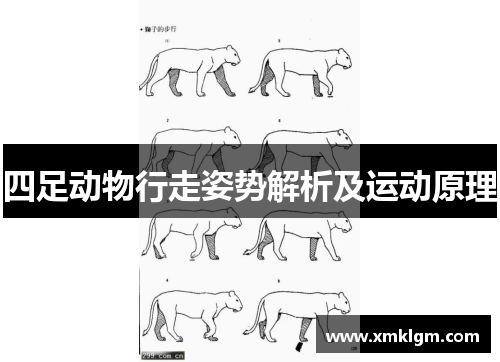 四足动物行走姿势解析及运动原理