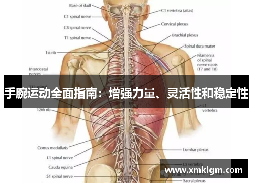 手腕运动全面指南：增强力量、灵活性和稳定性