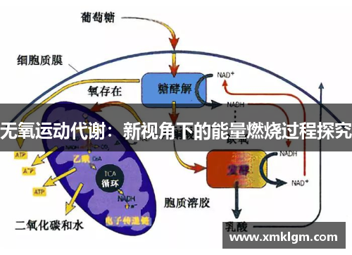 无氧运动代谢：新视角下的能量燃烧过程探究