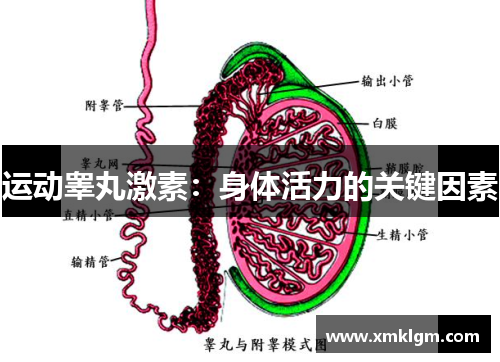 运动睾丸激素：身体活力的关键因素